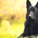 Black Norwegian Elkhound background