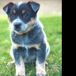 Blue Heeler download