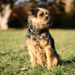 Border Terrier new photos