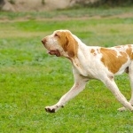 Bracco Italiano free