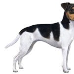 Brazilian Terrier new photos