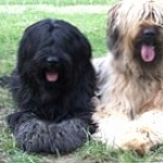 Briard high definition photo