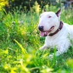 Bull Terrier wallpaper