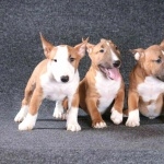 Bull Terrier (Miniature) new photos