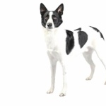 Canaan Dog hd desktop