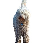 Cantabrian Water Dog full hd