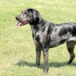 Catahoula Cur full hd