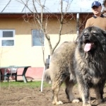 Caucasian Shepherd Dog desktop wallpaper