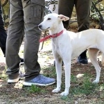 Cretan Hound cute