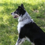 Cumberland Sheepdog pic