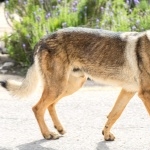 Czechoslovak Wolfdog 1080p