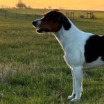 Danish Swedish Farmdog high definition wallpapers