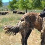 Estrela Mountain Dog desktop wallpaper