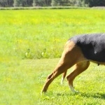 Finnish Hound breed