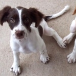 French Brittany breed high definition photo