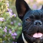 French Bulldog images