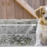 French Spaniel hd