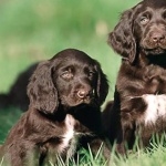 German Longhaired Pointer full hd