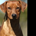 German Pinscher funny