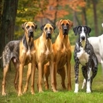 Great Dane high definition photo