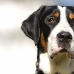 Greater Swiss Mountain Dog wallpapers