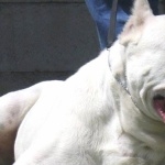 Guatemalan Dogo photos