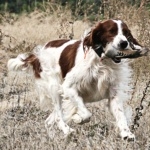 Irish Red and White Setter pic