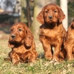 Irish Setter pics