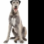 Irish Wolfhound desktop wallpaper