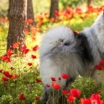 Keeshond images