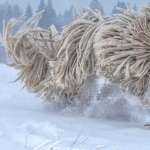 Komondor new wallpapers