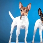 Miniature Fox Terrier photos