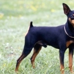 Miniature Pinscher free download