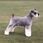 Miniature Schnauzer hd wallpaper