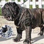 Molossus breed images