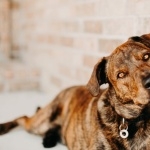 Mountain Cur hd pics