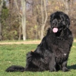 Newfoundland breed wallpaper