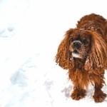 Norfolk Spaniel background