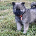 Norwegian Elkhound images