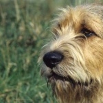 Otterhound photos