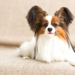 Papillon breed free wallpapers