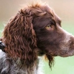 Pont-Audemer Spaniel wallpapers