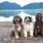 Portuguese Water Dog wallpapers for desktop