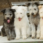 Pumi breed free download