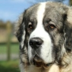 Pyrenean Mastiff hd photos