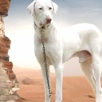 Rajapalayam breed free