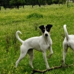 Ratonero Bodeguero Andaluz breed