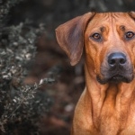 Rhodesian Ridgeback cute