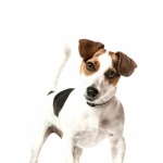 Russell Terrier funny