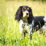 Russian Spaniel breed